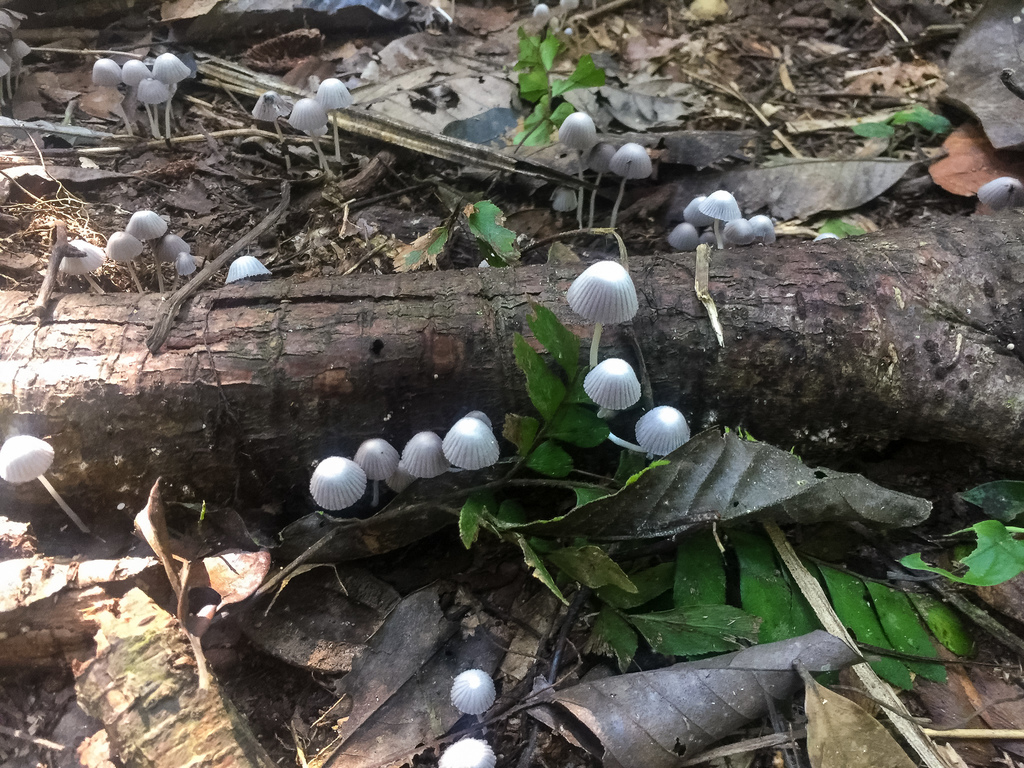 Coprinellus disseminatus · August 2018 · photo: © lostculture (iNaturalist, cc-by)