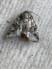 Lacinipolia laudabilis