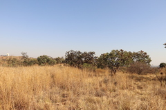 Protea caffra caffra