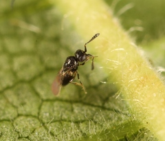 Aphanogmus