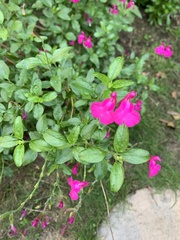 Salvia microphylla