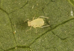 Macrosiphum euphorbiae