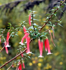 Epacris longiflora
