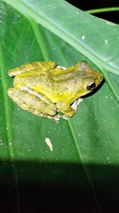 Buergeria robusta