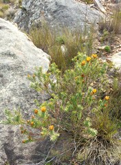 Oedera imbricata