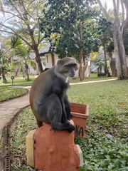 Cercopithecus mitis albogularis