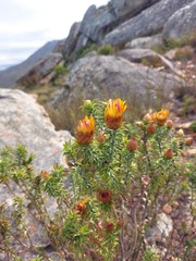 Oedera imbricata