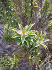 Oedera imbricata