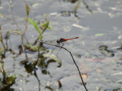 Diplacodes melanopsis