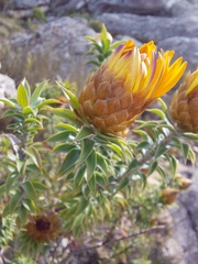 Oedera imbricata