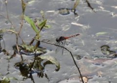 Diplacodes melanopsis