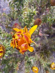 Oedera imbricata
