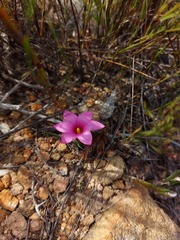 Romulea rosea
