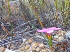 Romulea rosea