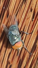 Chrysomya megacephala