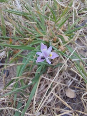 Moraea setifolia