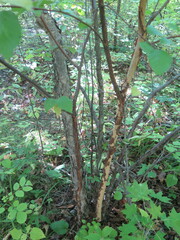 Betula dauurica