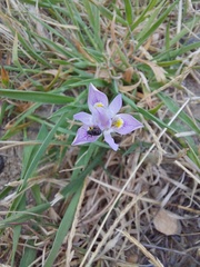 Moraea setifolia