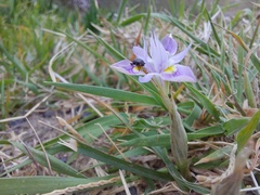 Moraea setifolia