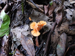 Cantharellus