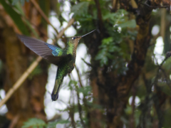 Pterophanes cyanopterus