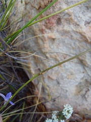 Caesia contorta