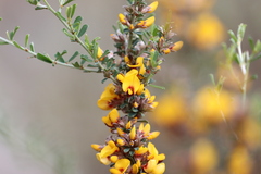 Pultenaea largiflorens