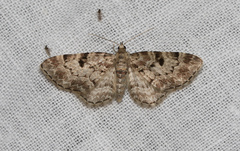 Eupithecia abietaria