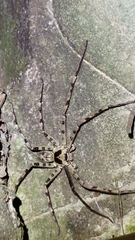 Heteropoda venatoria