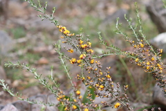 Pultenaea largiflorens