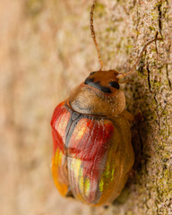 Paropsisterna selmani