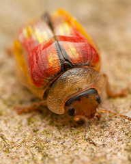 Paropsisterna selmani