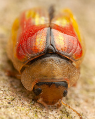 Paropsisterna selmani