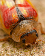 Paropsisterna selmani