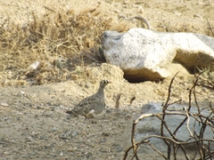 Pterocles lichtensteinii