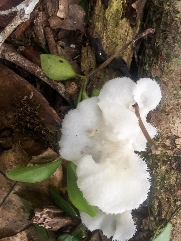 Favolus brasiliensis · August 2018 · photo: © lostculture (iNaturalist, cc-by)