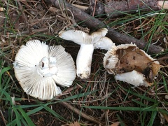 Russula pectinatoides