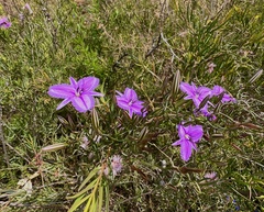Thysanotus