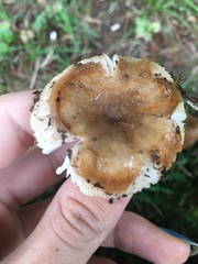 Russula pectinatoides