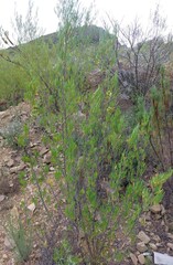 Dodonaea viscosa