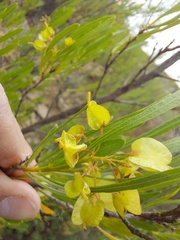 Dodonaea viscosa