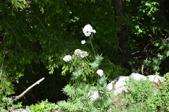 Valeriana officinalis