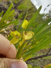 Dodonaea viscosa