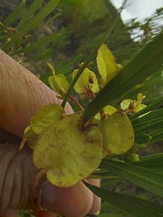 Dodonaea viscosa