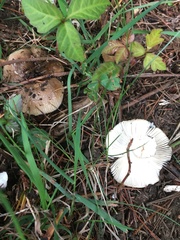 Russula pectinatoides
