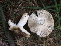 Russula pectinatoides