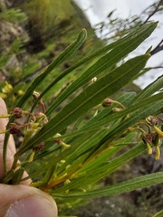 Dodonaea viscosa