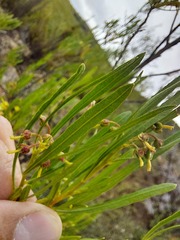 Dodonaea viscosa