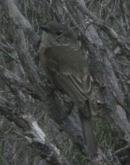 Pachycephala fuliginosa