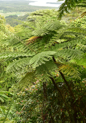 Cyathea cooperi